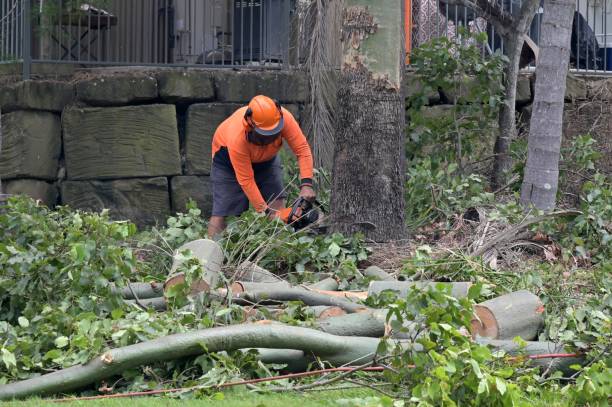 Emergency Storm Tree Removal in Stonewall, LA